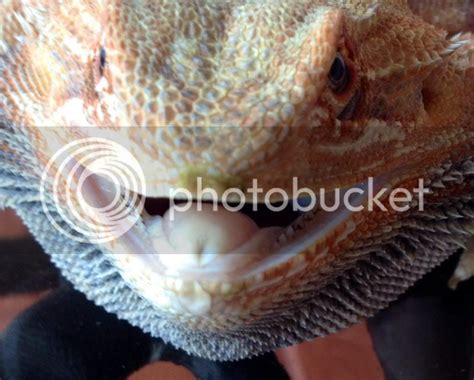 Is This Mouth Rot • Bearded Dragon Org