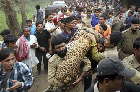 Human Wildlife Conflict In India 1 Human Killed Every Day