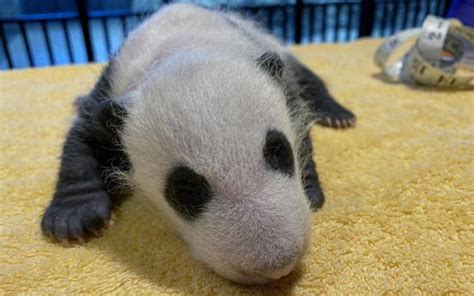 Its A Boy Us Zoo Reveals Sex Of Giant Panda Cub