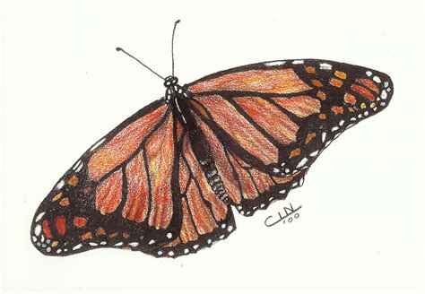 Rhpinterestcom heart with colored pencil drawings drawing picture. Monarch Butterfly/Butterflies Gallery - Cindy Pinnock Fine ...