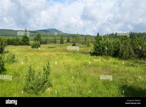 Summer Landscape In Bohemian Forest Czech Republic Stock Photo Alamy
