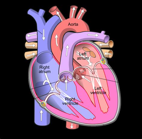 Diagram Of The Heart