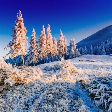 Premium Photo Magical Winter Snow Covered Tree