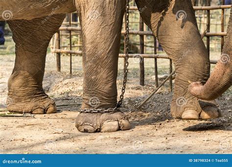 Elephant With Legs In A Chains Stock Photo Image 38798324