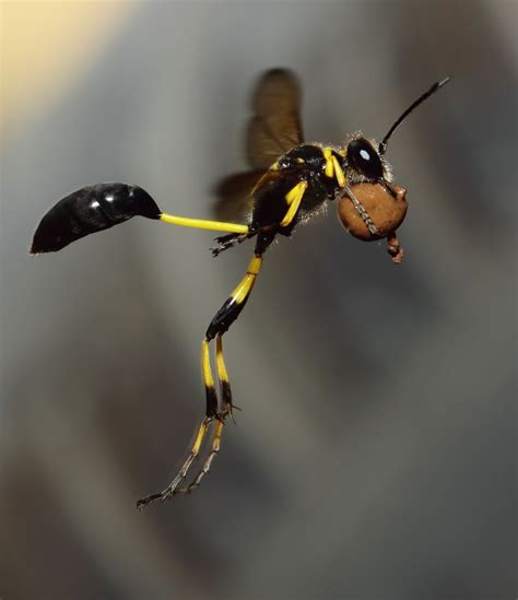 Wasp In Flight Weird Insects Cool Insects Beautiful Bugs
