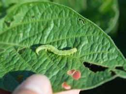 Soybean Pests Update Extension Entomology