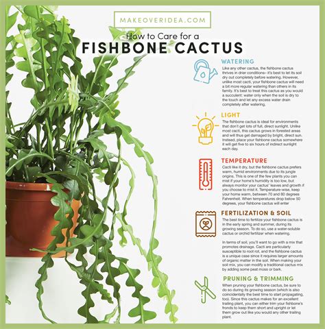 Master Fishbone Cactus Care: The Ultimate Succulent Guide