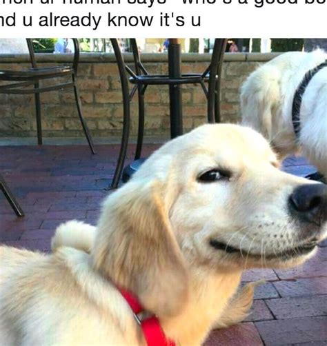 28 Funniest Dog Memes Best Viral Dog Jokes And Pictures In 2020 Dog