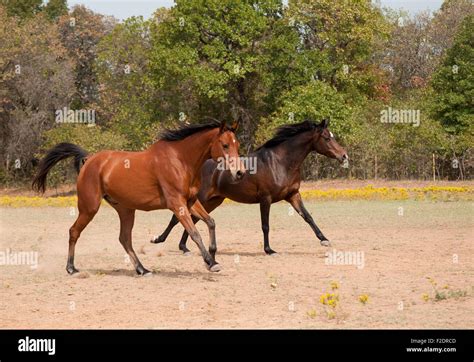 Running Pasture Hi Res Stock Photography And Images Alamy