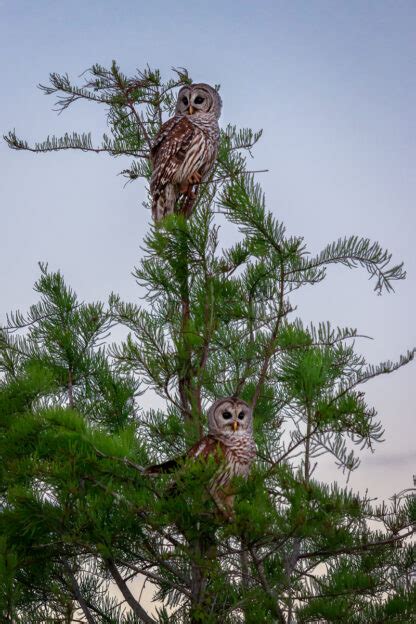 Barred Owls Fotoowl