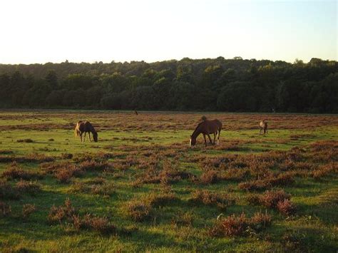 Pictures Of The New Forest