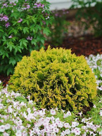 Head arborvitae back only when they have become extremely leggy or have grown too tall for their arborvitae grow best when fussed with least. Arborvitae Trees for Sale | Buy Arborvitaes Online | The ...