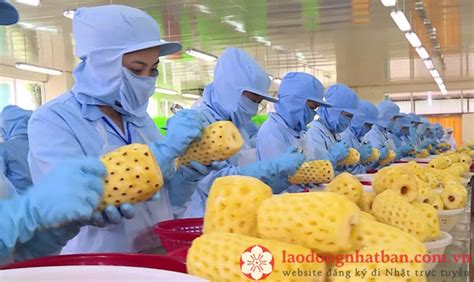 Food refers to any consumable items that, when eaten, restore hunger points and hunger saturation points, and sometimes cause status effects. Thực tập sinh ngành chế biến thực phẩm tại Nhật Bản làm ...