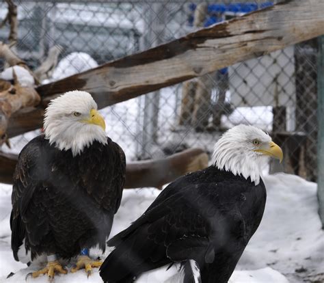 Pair Of Eagles In Snow Free Stock Photo Public Domain Pictures