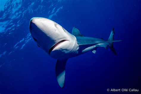 Top 10 Things You Should Know About Blue Sharks Sharks Earth Touch