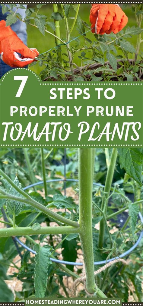 An Image Of How To Prune Tomato Plants In The Garden With Text Overlay