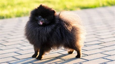 37 Black Dog Breeds Short Medium And Fluffy Coated Canines