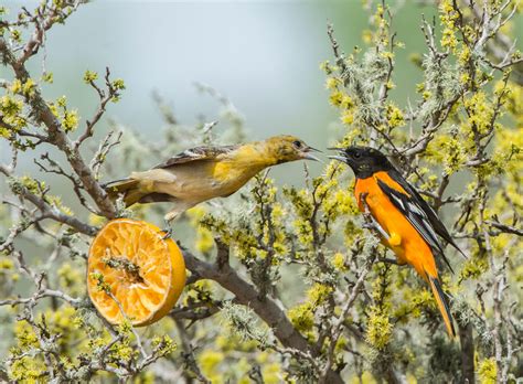 Maybe you would like to learn more about one of these? NEW TOPIC: "FOR THE BIRDS"! - AARP Online Community