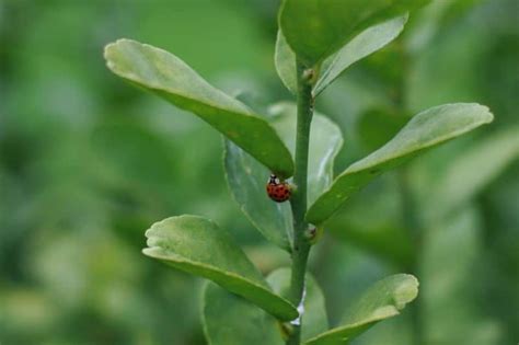 Coccinellidae), is native to asia but has been intentionally introduced to many countries as a biological control agent of pest insects. 7 Organic Pest Control Methods to Adopt in Your Vegetable ...