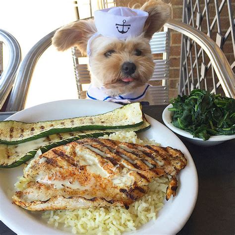Meet what the pup sked.link/spotandtango. This Rescue Dog's Instagram Filled With Food Porn Is Your ...