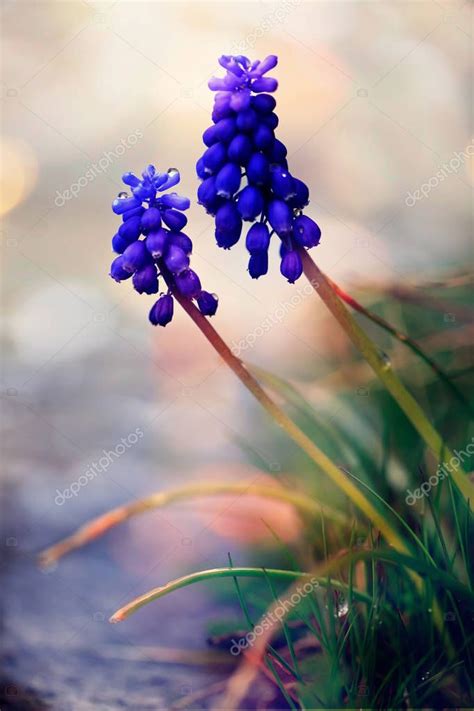 Closeup Of Wild Blue Flower Macro Morning Nature Vertical Background