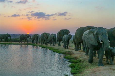 Safari At Sunset Live Virtual Visit With Elephants In South Africa