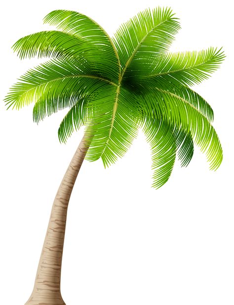 Palm Transparent Png Image Gallery Yopriceville High Quality Images