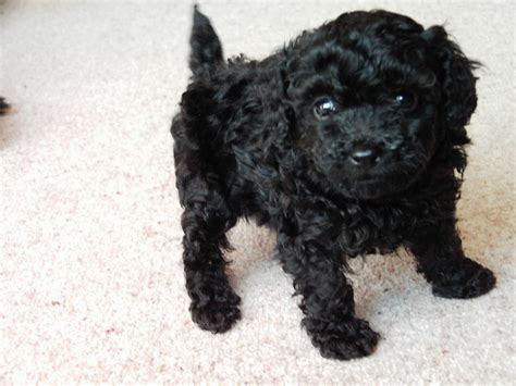 Cute Black Poodle Puppies Images Galleries With A