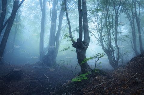 Mysterious Dark Old Forest In Fog ~ Nature Photos ~ Creative Market