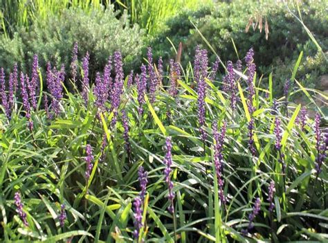 Liriope Muscari Amethyst Plants Buy Online Aus