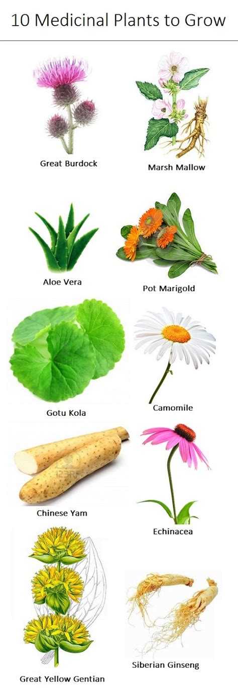 Mother Natures Best Home Remedies Total Survival