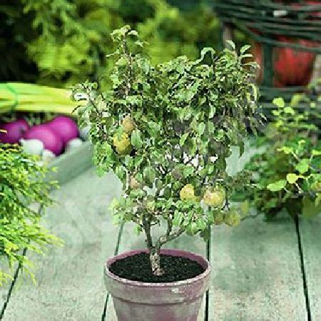 All fruit trees are grafted. Pear Garden Pearl Patio Fruit Tree Bare Root The perfect ...