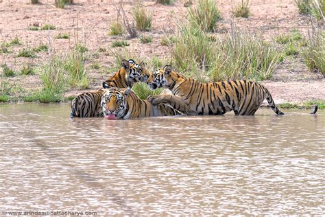 Tiger Play Bandhavgarh Sukhi Patiha Female Cubs © Flickr