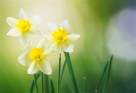 Three Flower Daffodils In Spring Outdoors In Grass In The Sun Close Up