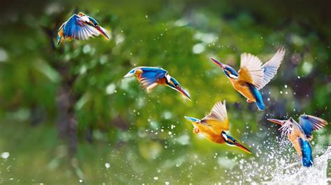 Kingfisher Full Hd Wallpaper And Background Image 1920x1080 Id555333