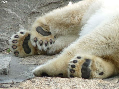 Curiosidades Sobre Os Animais Bonitos Urso Polar Edição Explore