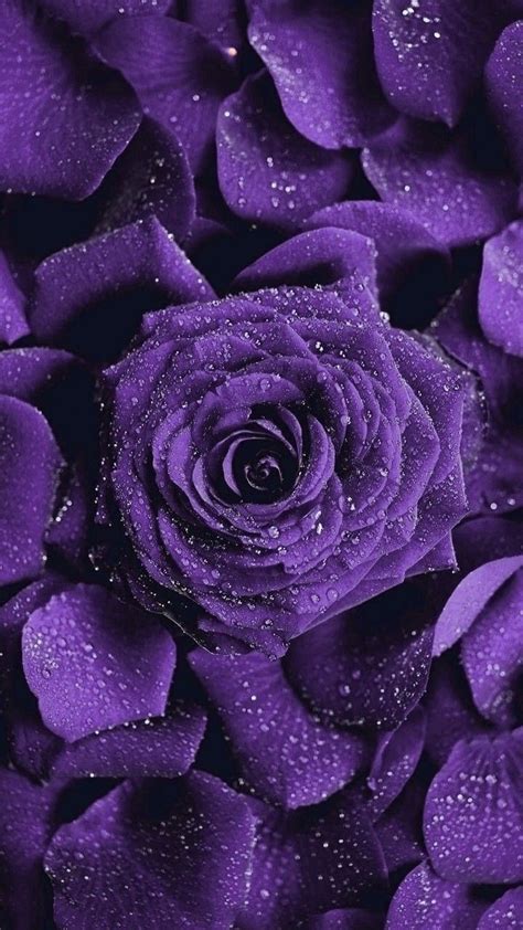 🔥 Free Download Victoria Okane On Flower Power Wallpaper Purple Flowers