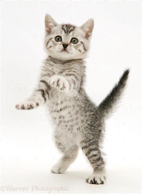 18572 Silver Spotted Shorthair Kitten Standing Up And