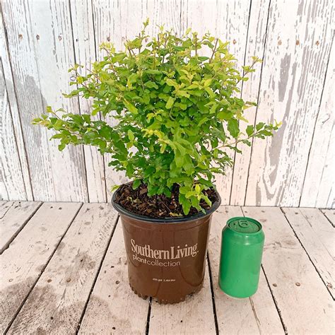 Southern Living 25 Qt Sunshine Ligustrum Evergreen Shrub Bright