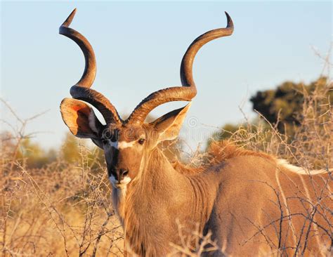 Male Kudu In Etosha Stock Image Image Of African Outdoor 16387483