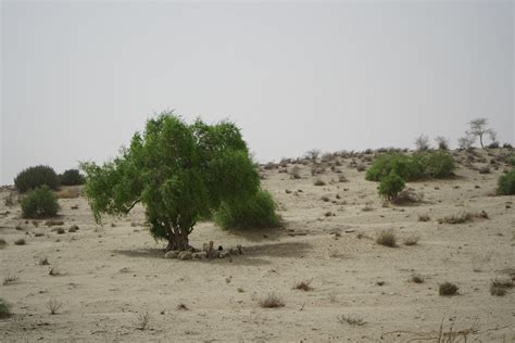 Development Boom In Pakistan S Thar Desert Pakalumni Worldwide The