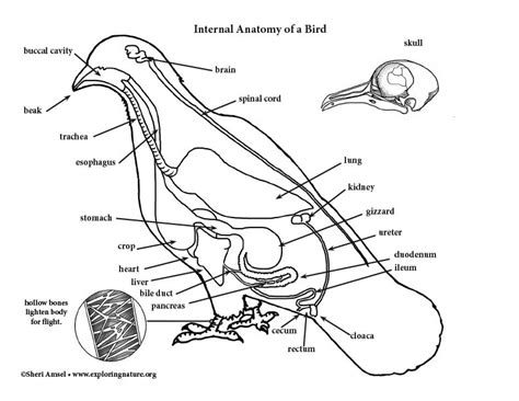 47 Animal Anatomy Worksheets Images Diagram Printabel