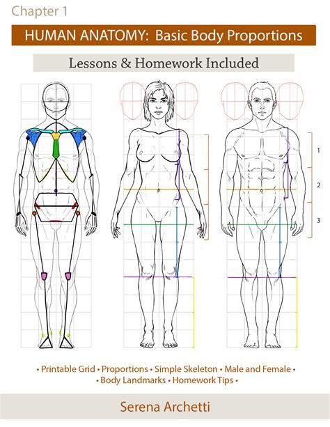 Human Anatomy Body Proportions Tutorial Serena Archetti
