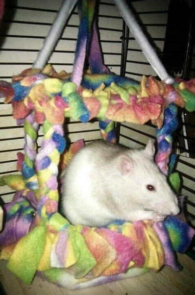 Enrich your rats' lives with simple diy rat toys that your rats will love! DIY Canopy Hammock - PetDIYs.com | Baby rats, Cute rats ...