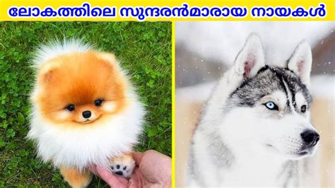 Top 5 Most Beautiful Dog Breeds In The World Malayali Cafe Youtube