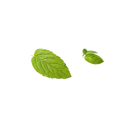 Download A Close Up Of Leaves 100 Free Fastpng