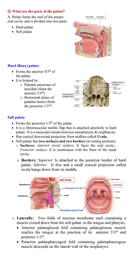 Palate Anatomy Qa