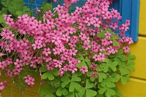 Oxalis Articulata