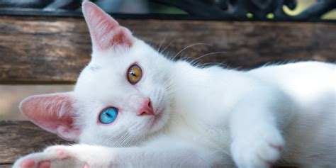 Heterochromia In Cats Cats With Different Colored Eyes Cats