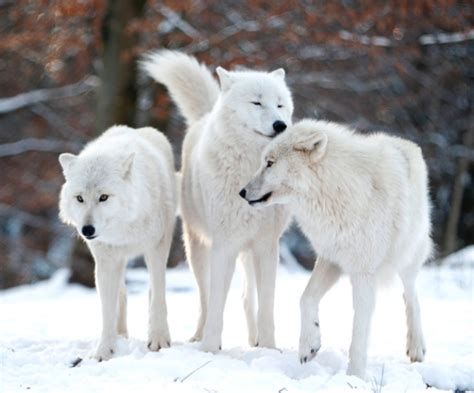 Arctic Wolf Japari Library The Kemono Friends Wiki